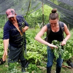 Volunteer and counterpart working in the fields